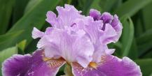 Irises me lule shumëvjeçare: foto dhe përshkrim i varieteteve, mbjellja dhe kujdesi