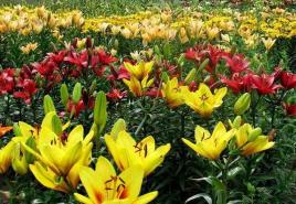 Gojenje lilij v odprtem tleh: pravila in nasveti