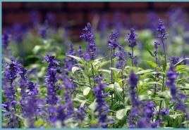 Where does lavender grow in Russia - features, properties and interesting facts Growing lavender in the Urals in the open field