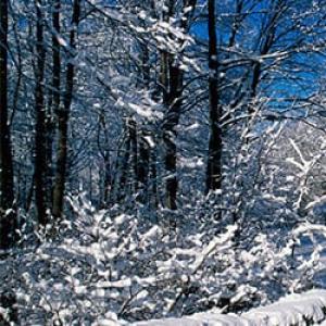 Dream Interpretation: why Winter is dreaming, to see Winter in a dream which means