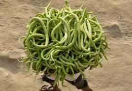 Melon serpentine bogatyr green Collection of seeds of melon serpentine