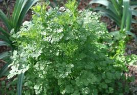 Growing cilantro in the open field, when to plant and how to care for cilantro in the country!