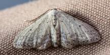 How to deal with moths in an apartment - folk and professional methods
