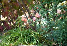 How to revive roses in spring.  Rose awakening.  Shoots without flowers are ignored