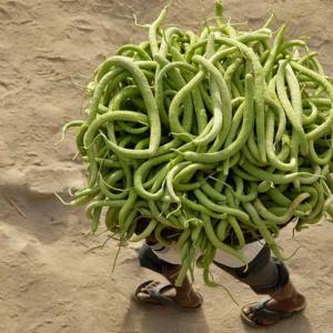 Melon serpentine bogatyr green Collection of seeds of melon serpentine