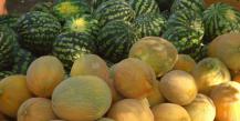 How to grow watermelons and melons outdoors