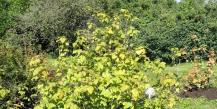Black currant: growing, care features, pruning and reproduction, gardeners' advice