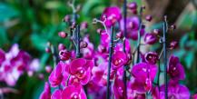 Téli orchideafesztivál a patikakertben