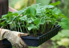 Growing seedlings of cucumbers and transplanting into open ground