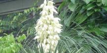 Garden yucca: features of care, reproduction and wintering