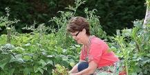 Hasznos tippek tapasztalt kertészektől Veteményes kerti tippek tapasztalt kertészektől