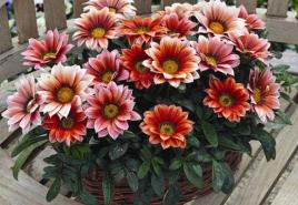 All about growing and caring for gazania when landscaping your own garden plot
