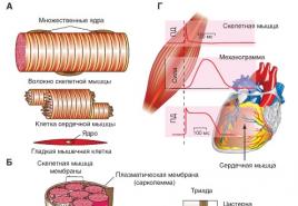 Regeneration of skeletal muscle tissue