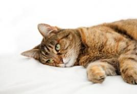 У кошки рвота что делать в домашних условиях: что дать от рвоты, наличие в рвоте крови или белой пены Вызвать обильную рвоту у кошки перекисью