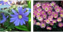 Anemone: planting and care in open ground