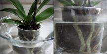 Узнайте, как правильно поливать орхидею в горшке в домашних условиях: пошаговая инструкция и полезные советы