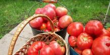 When to pick tomatoes in open ground in the Moscow region and other regions of the country?