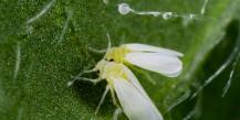 How to deal with whitefly on tomatoes in a greenhouse