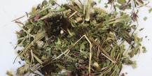 Milyen előnyei vannak az Echinacea gyógynövénynek az ember számára, és hol használják?