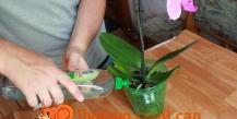 How to water an orchid at home correctly