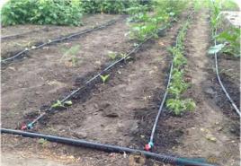 How to make drip irrigation?