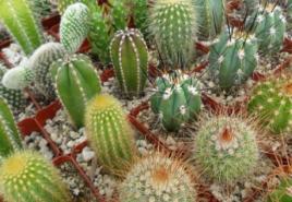 Cactus: care at home - all the secrets!