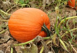 How to correctly determine the ripeness of a pumpkin in the garden