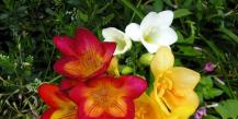 Freesia flower: planting care