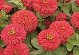 Zinnia: varieties with photos and descriptions, when to sow seedlings, planting and care in open ground