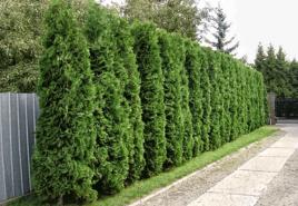 What plants to choose for a hedge