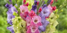 Gladioli: when to dig and how to store bulbs