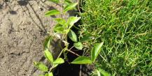 A wisteria termesztése és gondozása nyílt terepen