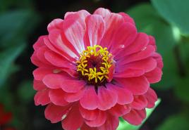 Zinnia: growing from seeds to seedlings