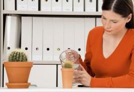 Правильный полив кактусов в домашних условиях