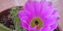 How to care for a cactus at home so that it grows and blooms