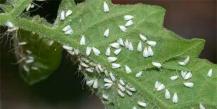 Effective methods for controlling whiteflies on tomatoes in a greenhouse