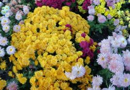 أسرة زهور من الإزهار المستمر - حديقة زهور جميلة على مدار السنة + فيديو
