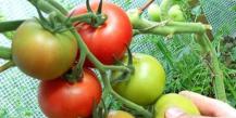When to pick tomatoes in a greenhouse