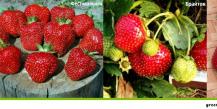 How to grow strawberries at home on a windowsill