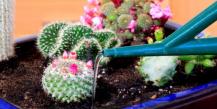 Cactus - how to water correctly at home