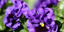 The favorite of the garden is viola!