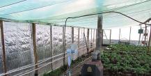Heating a greenhouse with your own hands: heating options