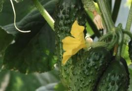 The best varieties of cucumbers for greenhouses
