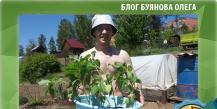 How I planted 10 amaranth seedlings at the dacha, planting and starting to care for amaranth!