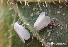 Whitefly in a greenhouse - how to get rid of whiteflies