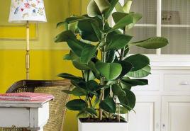 Ficus Elastica - نبات للبستانيين المبتدئين
