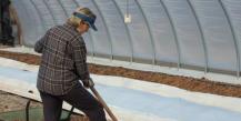 How to treat a greenhouse after late blight in the fall