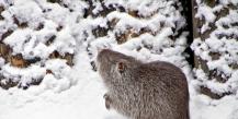Effective ways to protect apple trees in winter from hares, mice and other rodents