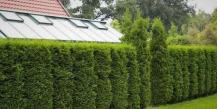 How to create a fast-growing perennial hedge in your country house?