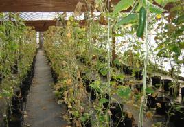 Simple and effective ways to treat late blight in a greenhouse